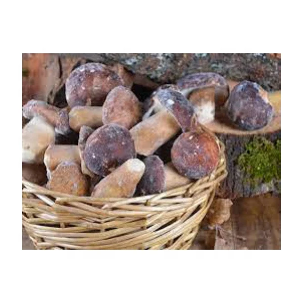Low Price Wholesale Premium Quality Long Lasting Frozen Porcini Mushrooms Fungus - Made in Turkey