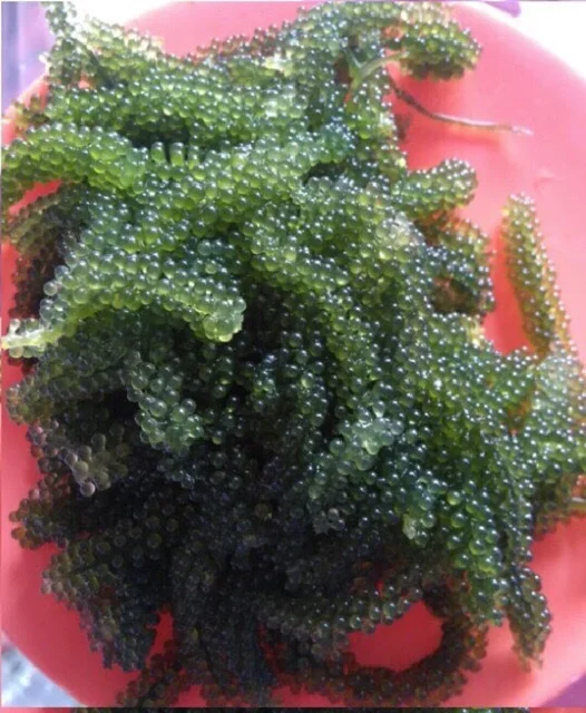 
Salted Seaweed/Umibudo Seaweed/ Sea Grape Seaweed Whatsapp +84 845 639639 