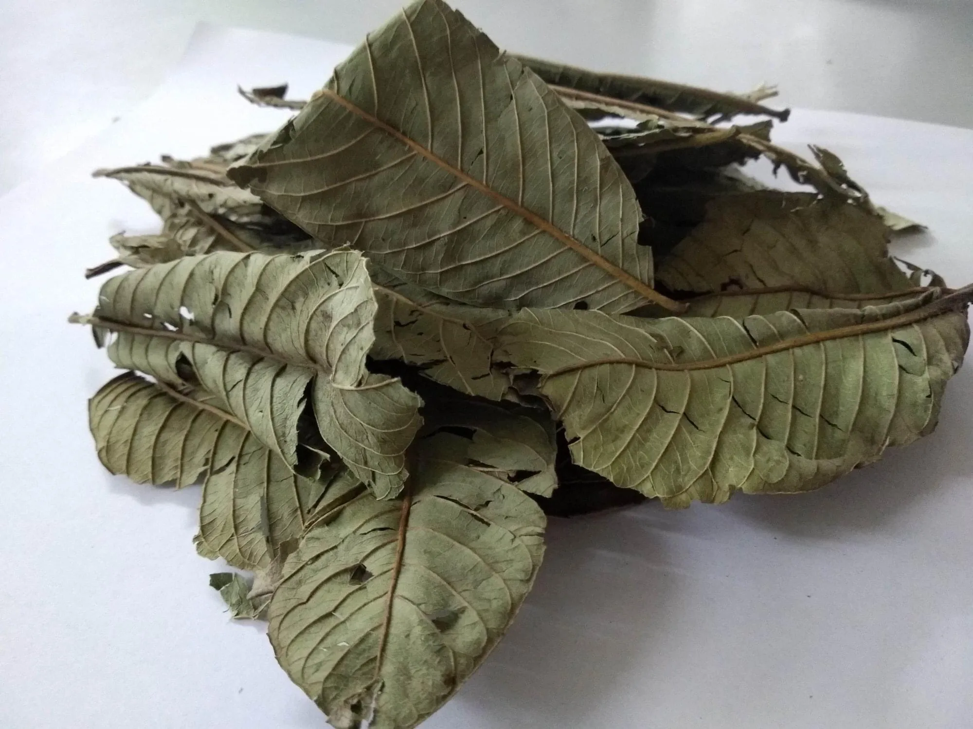 Dried Guava Leaf High Quality/Natural Green Dried Guava Leaves/Guava Leaf powder for Sale from Vietnam