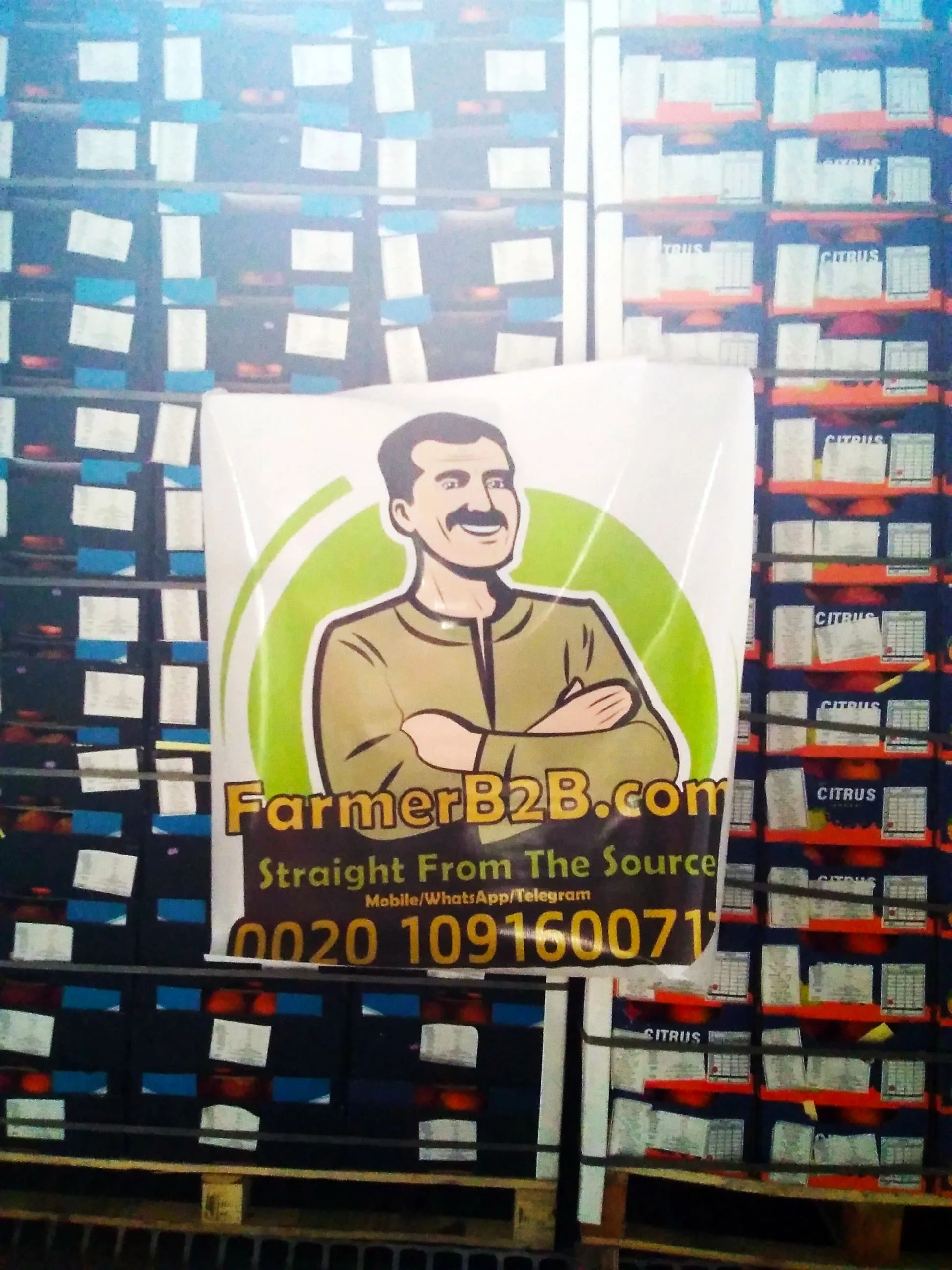 2022 Египет Свежий Оранжевый наша последняя доставка в Малайзию (Высшее качество)