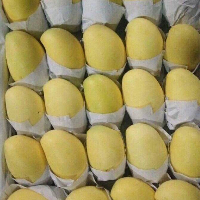 Best Price The Exporter Fresh Mango Have Carton Packaging Best Recommend From Vietnam