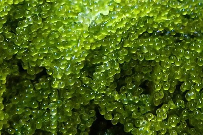  Морской виноград LATO подходит для ухода за здоровьем натуральный хорошего качества сделано во Вьетнаме // JOLENE + 84