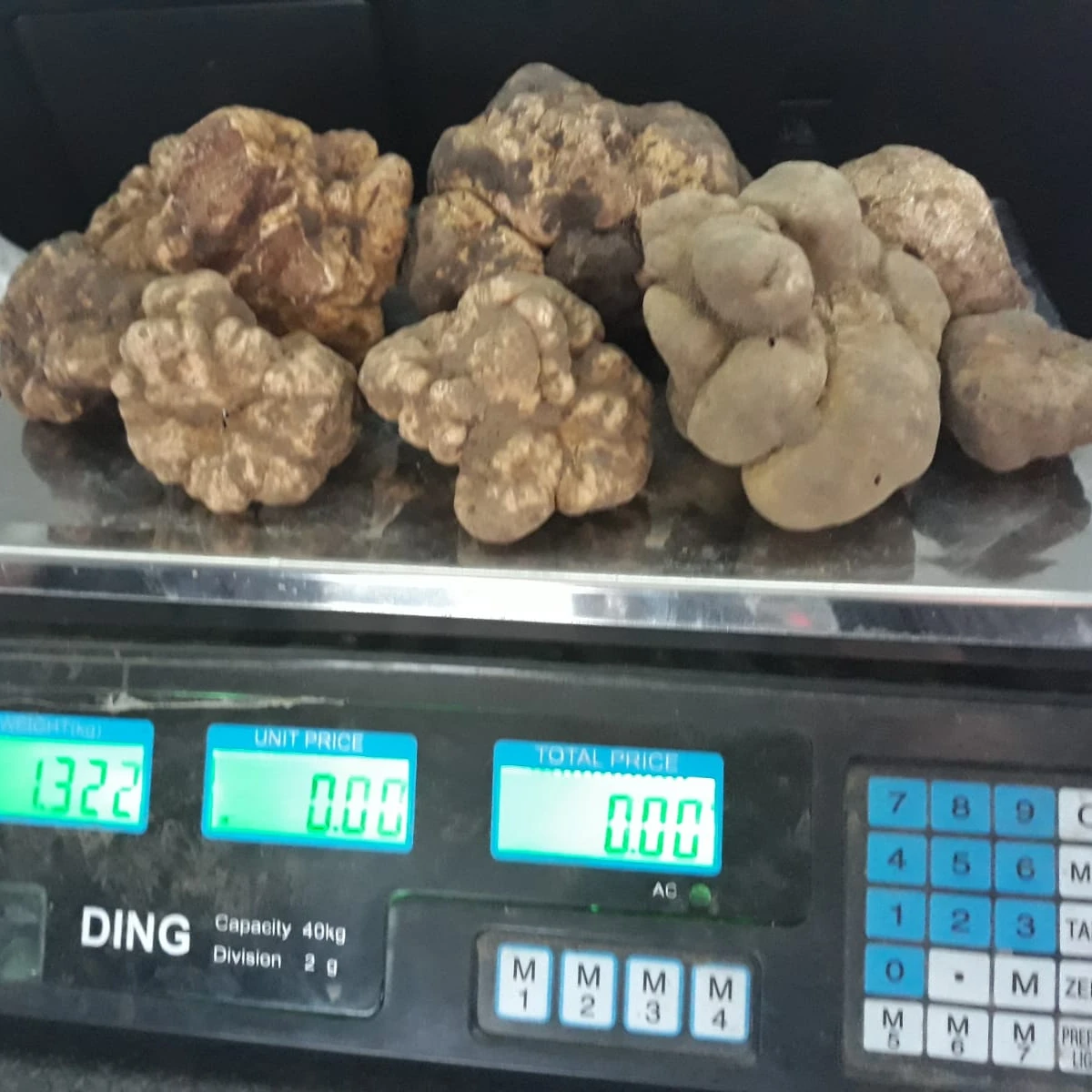 Fresh white Alba truffle