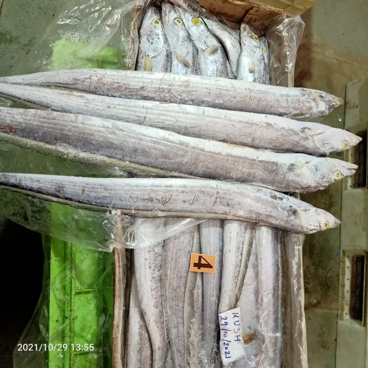 Ribbon fish / Frozen Ribbon fish / Fresh Ribbon fish