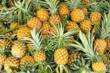 High Nutrition Vitamin A B C E K Honey Sweet Sour Taste Available Fresh Pineapples With Yellow or Green Color