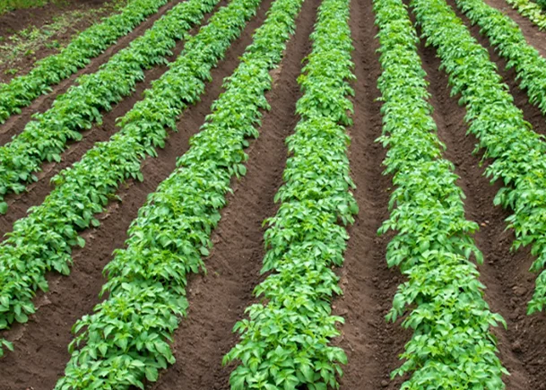 
Finest Quality Big Size Fresh Potatoes From Pakistan / Wholesale Price, Bulk Quantities / Import Potatoes in Bulk 