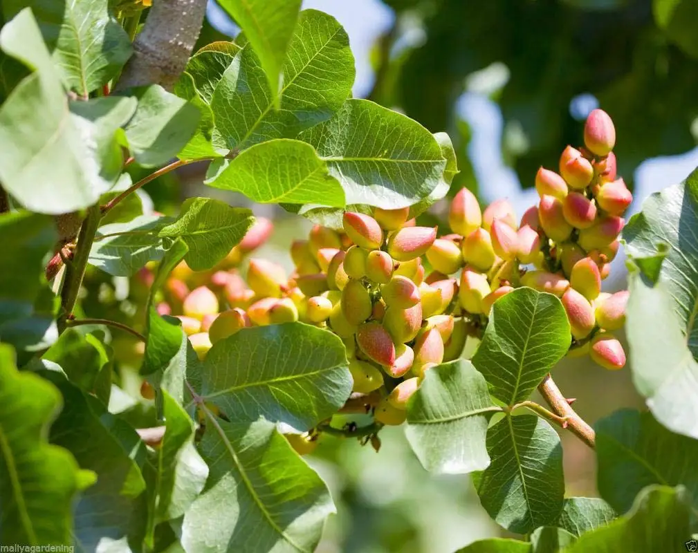 
Оптовая продажа pistacia vera саженцы плодовых деревьев фисташковых орехов дерево растений рассады из Китая 