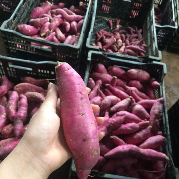 top quality Fresh Japan Sweet Potato, contact  +8484963818434 whatsapp