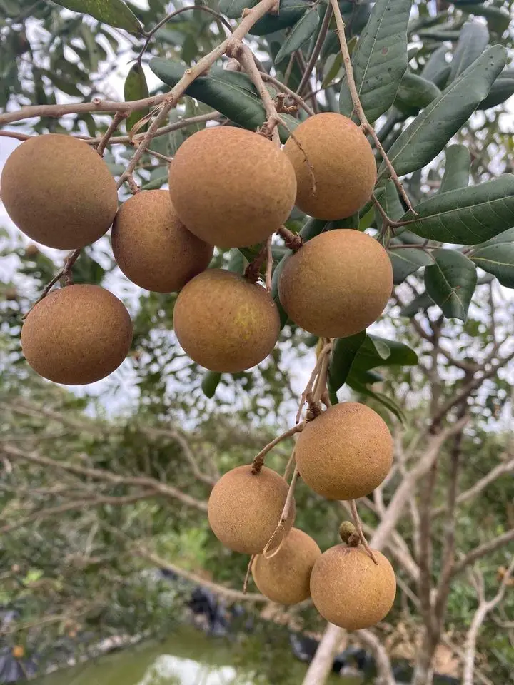 FRESH LONGAN and frozen longan GOOD PRICE FROM VIETNAM  contact +84963818434