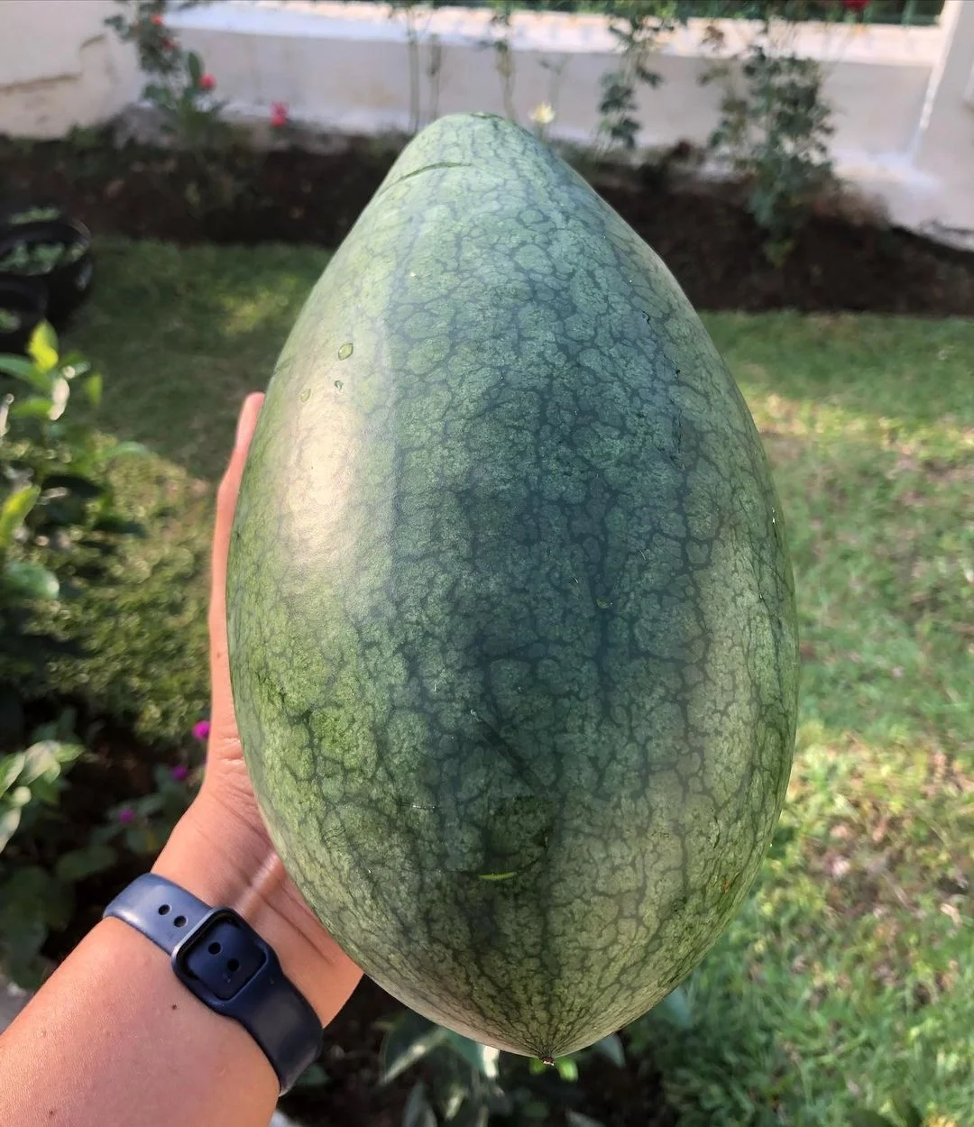 
Year Round Fresh watermelons 