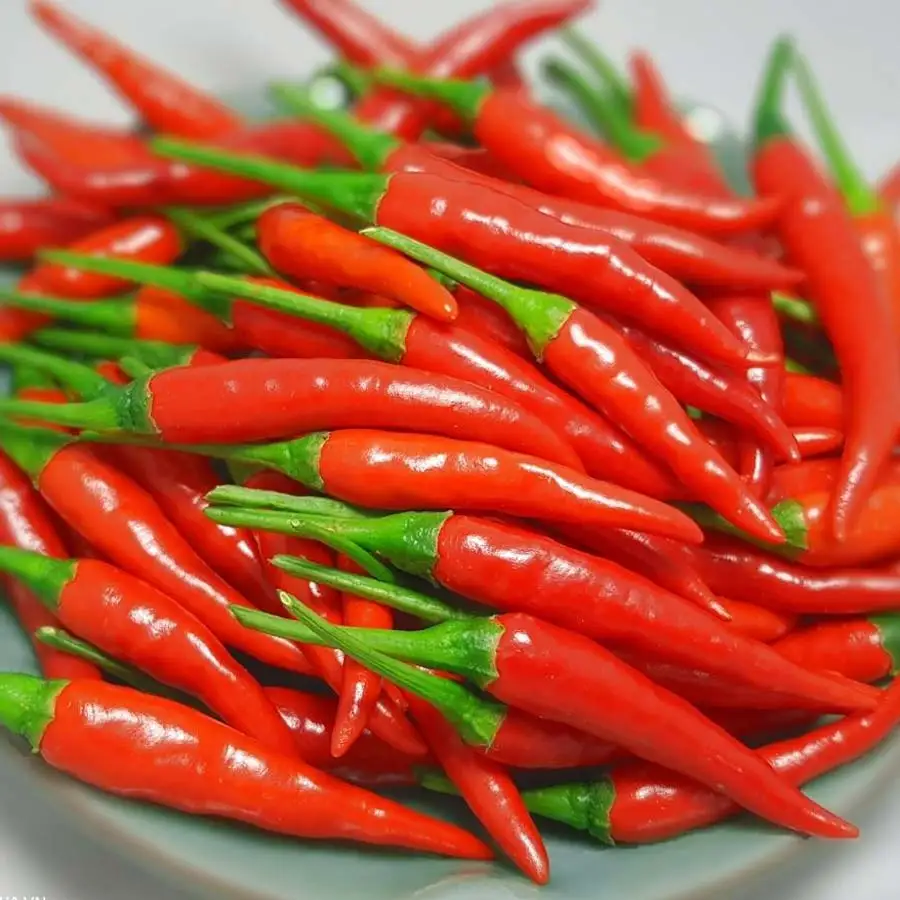 Spicy Celestial chili - 100% Natural Celestial chili made in Viet Nam Export Spicy Wholesale 2021 Newest crop