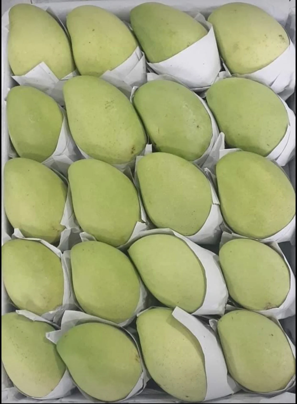 
Cat Chu Fresh Mango - High Quality Mango 100% Fresh 