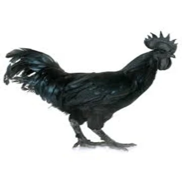 
affordable Frozen black ayam cemani chicken 