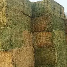 Best Quality Alfafa Hay,Timothy Hay, Alfafa in Bales