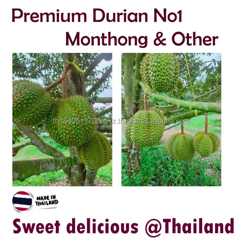 Premium  Durians Monthong from Thailand  Fresh Sweet Delicious  Best Seller