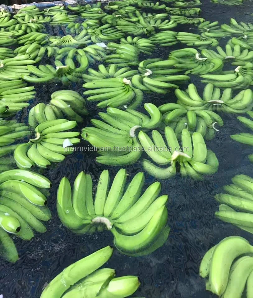 
Fresh banana puree price in UAE INDIA PHILIPPINE product 2020 