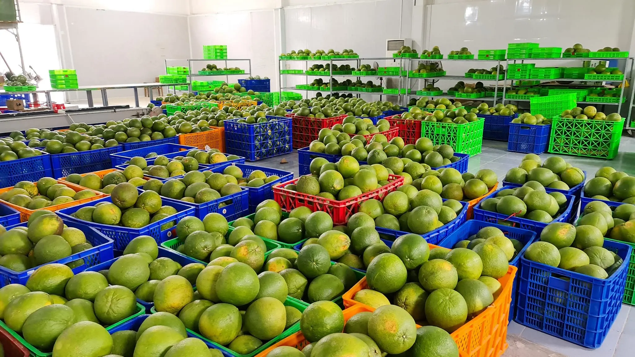 Fresh Green Pomelo In Vietnam 2022, pomelo/Grapefruit Healthy Nutritious Fresh Sweet dried grapefruit