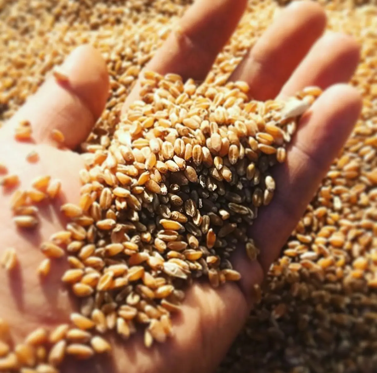 Premium quality soft milling wheat