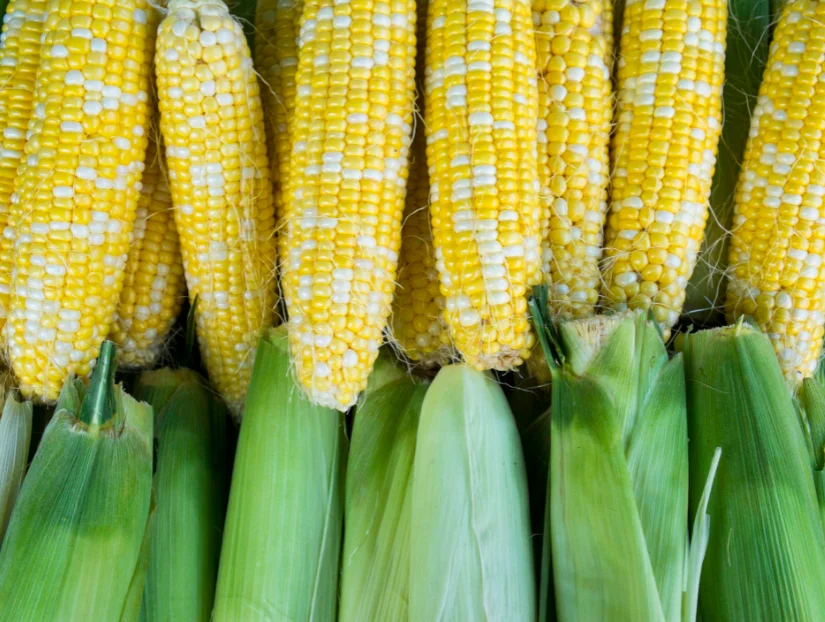 White Corn Color Origin Corn Kernels Top Style Storage Packing Mature FOOD GRADE 1 White and Yellow Corn/Maize Dried