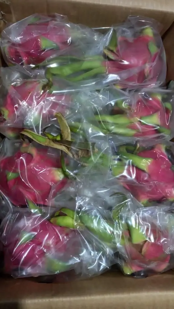Fresh Dragon Fruit from high Quality and competitive price for export 2021 +84 348130861