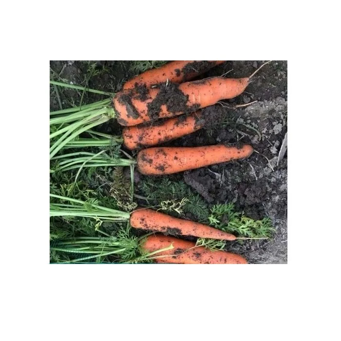 12 Months Shell Life 0.15kg Carton Boxes Packaging Common Cultivation Type Fresh Carrots Origin From Vietnam