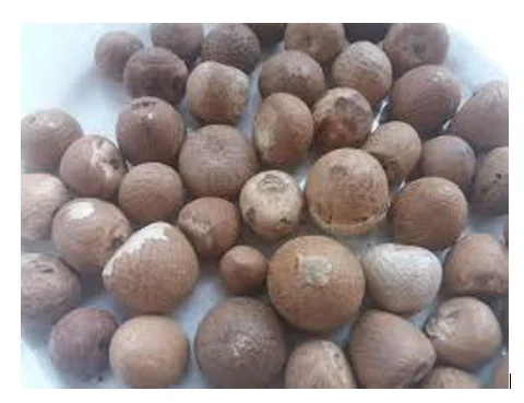  Орехи BETEL NUTS_ARECA из 99 золотых данных во Вьетнаме (Сара +