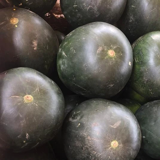 Watermelon Fresh Watermelon EGYPT Water Style Organic Weight Origin Type Size Grade Express Product ISO Place Melon PORT