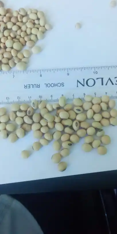SOYA BEANS NON GMO