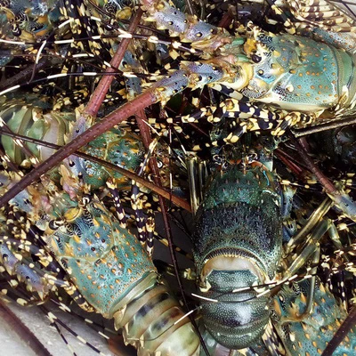 Fresh Quality Pacific Canadian Red Lobsters for