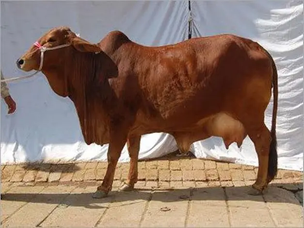 Хифферы для беременных Friesian Holstein