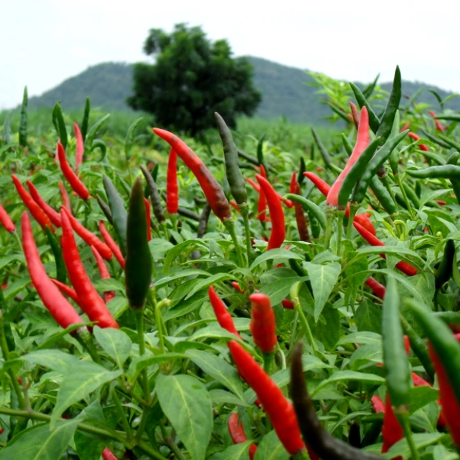 100% Dried Chili No Stems Hight Quality Hot Peppers Spices Sun Dried Whole Chile Pepper stemless Premium Product of Thailand