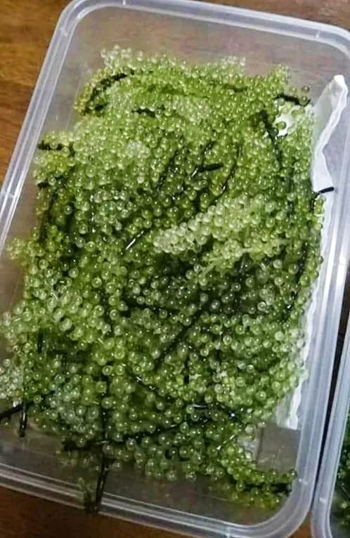  Морской виноград LATO подходит для ухода за здоровьем натуральный хорошего качества сделано во Вьетнаме // JOLENE + 84