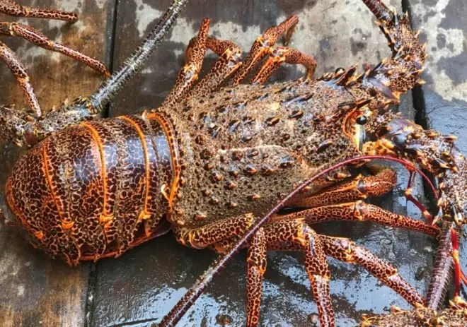 
Delicious Seafood Products Wild Live Panulirus Interruptus Red Spiny Lobster 