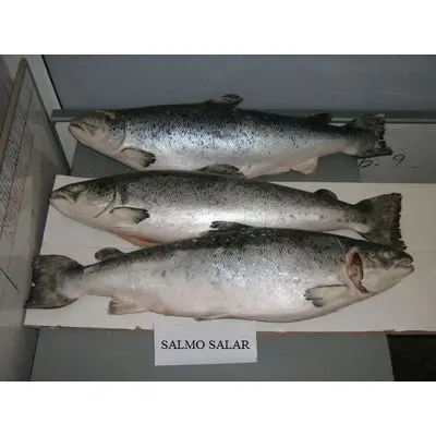 Wholesale Supplier Best Quality Fresh Salmon Fish For Sale In Cheap Price