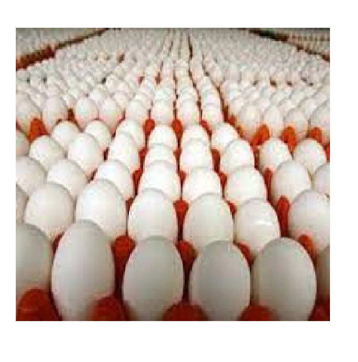 hot sale Indian egg wholesale high quality indian exporters bulk fresh best price