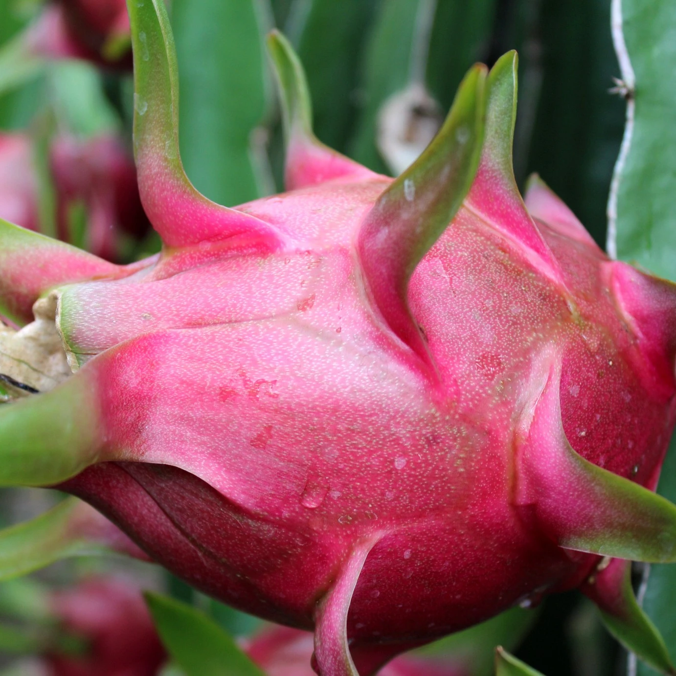 Лучшая цена свежих фруктов дракона из