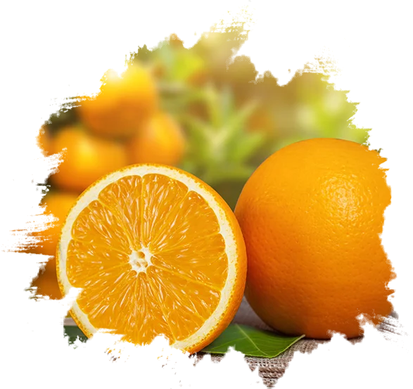 FRESH ORANGE(Navel oranges / Valencia oranges)