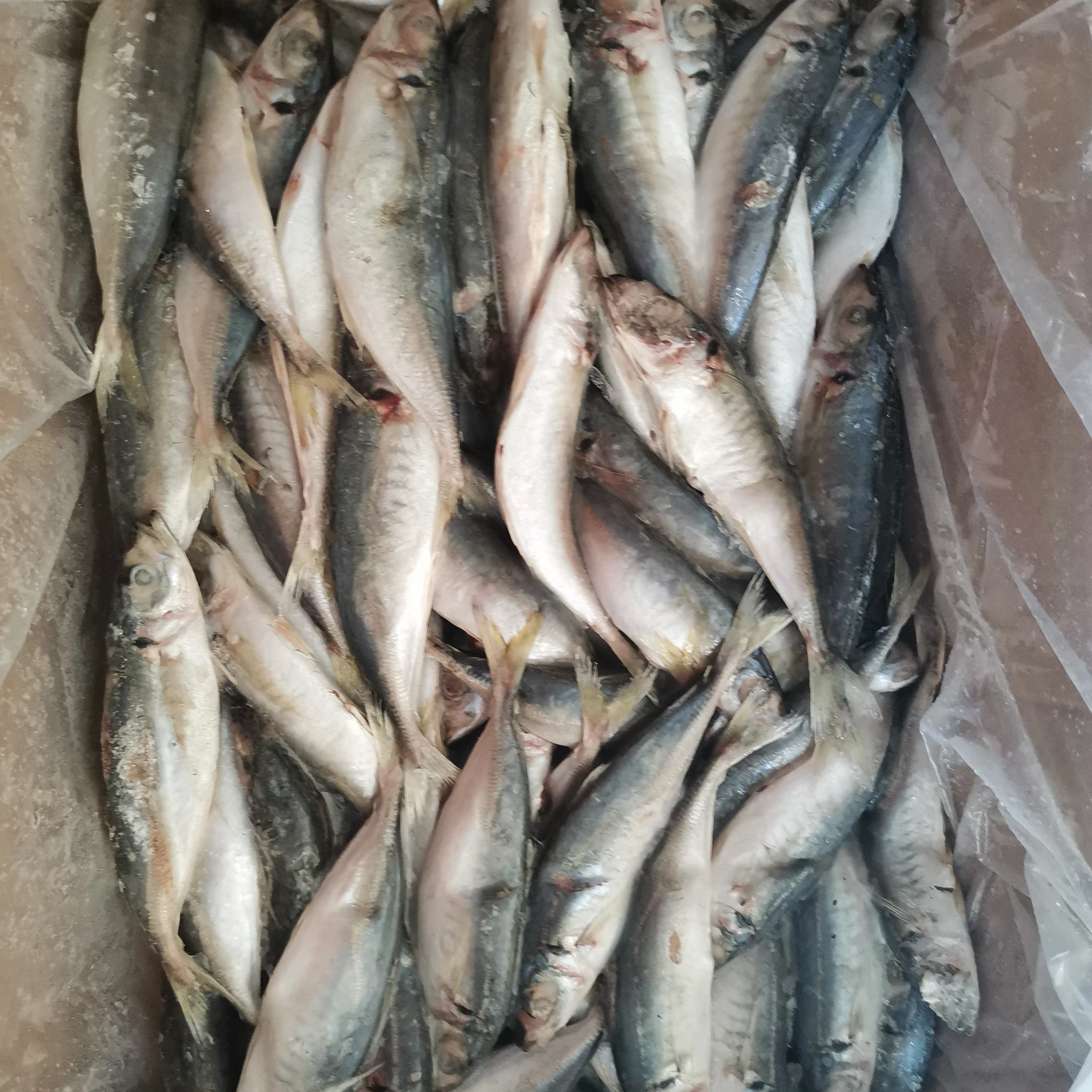 
Wr Frozen Whole Horse Mackerel Price 