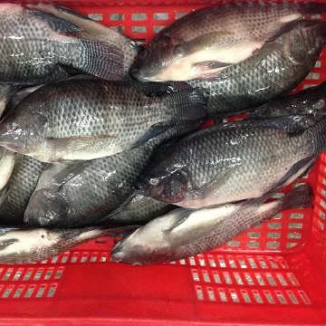 Frozen Tilapia Fish / Frozen Whole Round Tilapia Fish
