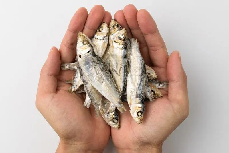 DRY MACKEREL FISH / HERRING FISH / DRY STOCKFISH FOR SELL / Vivian Ha +84 33 88 20 462