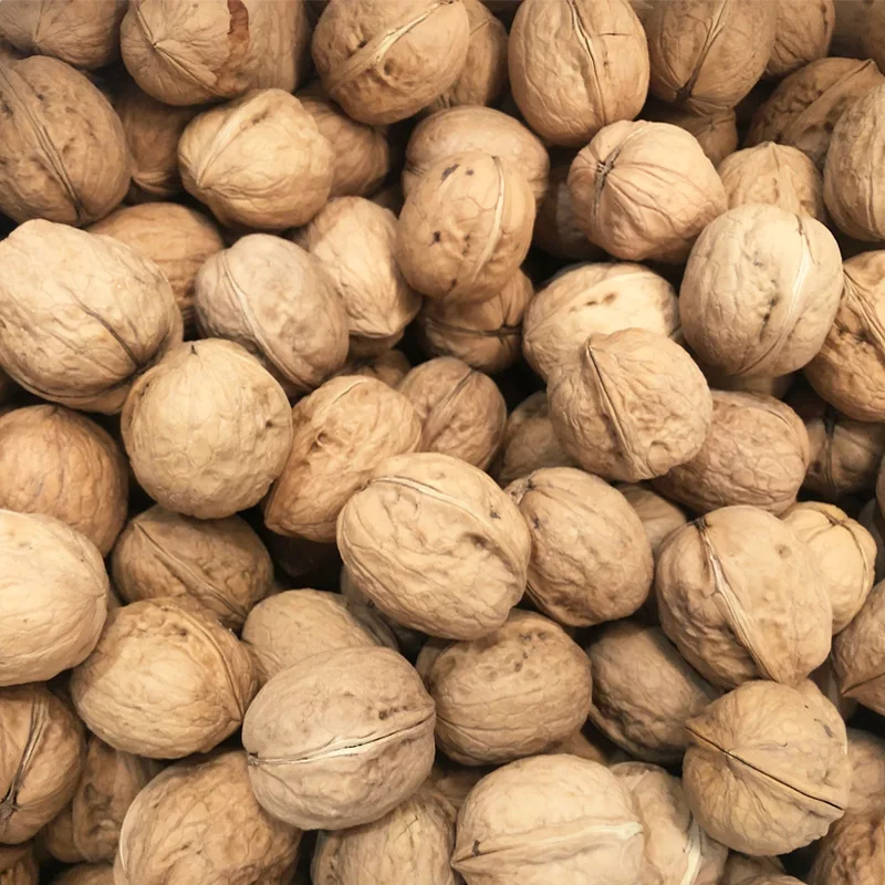 walnuts in-shell with competitive price from Turkey