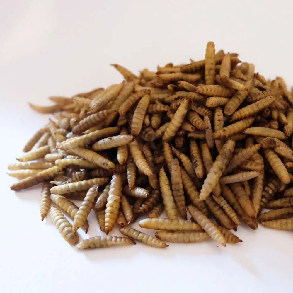  Поставка личинок черного солдата лучшего качества по конкурентоспособной цене + 84-896-626-401