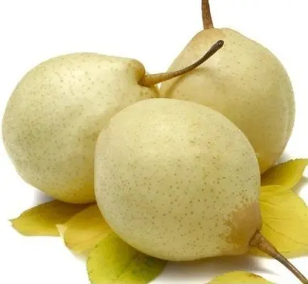 supplier supply export Pears for sale