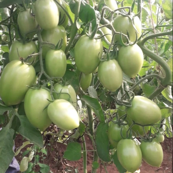  Семена томатов овальной формы Красного Цвета Хорошего вирусного качества