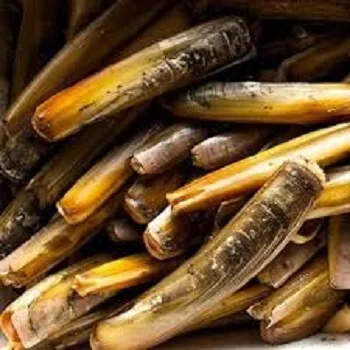Высокое качество живая и замороженная моллюска