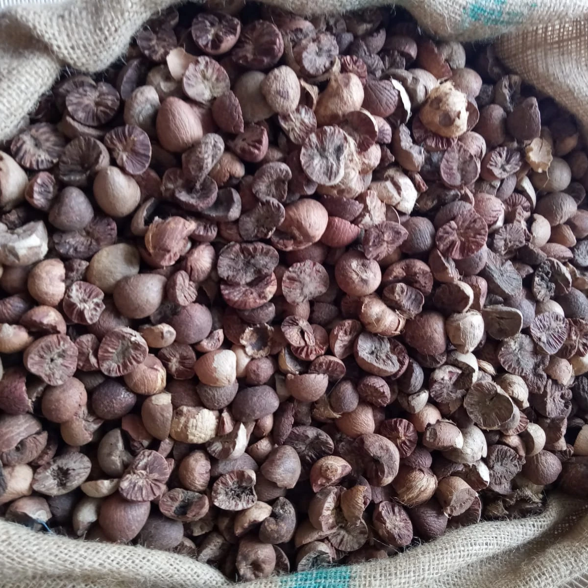 Betel Nut Split Lalee