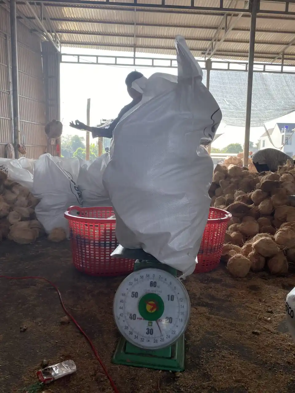 Полуочищенный кокос из Вьетнама (+ 84383234316)