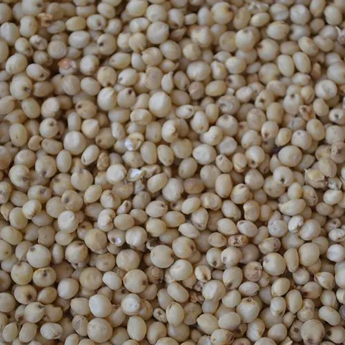Natural Indian Sorghum White high nutrition bulk export wholesale