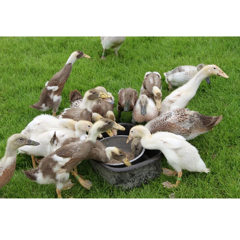 Agriculture EMU Feed Best Quality Poultry Feed For Duck At Cheap Price