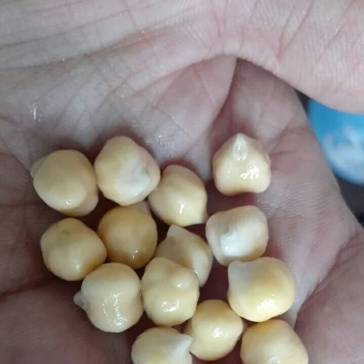 FRESH DELICIOUS QUALITY SWEET MELON